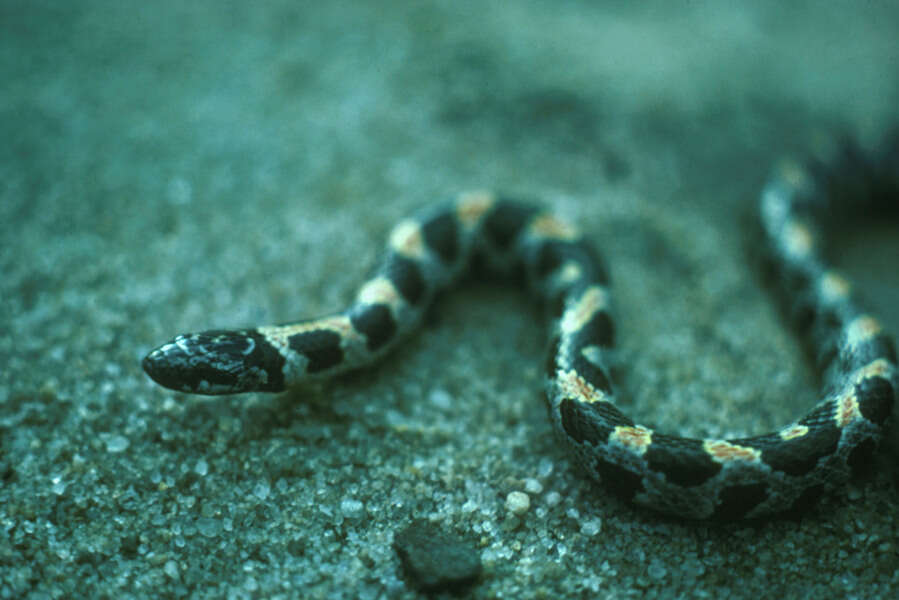 Image of Short-tailed Snake