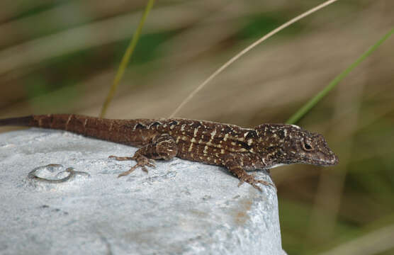 Image of Bahaman brown anole