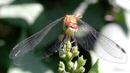 Image of White-faced Meadowhawk