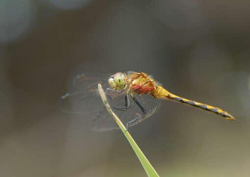 Imagem de Sympetrum obtrusum (Hagen 1867)