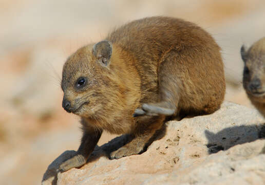 Image of Rock Hyrax