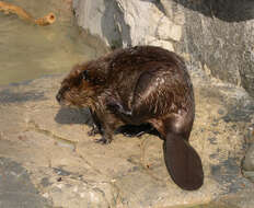 Image of beavers, gophers, kangaroo rats, pocket mice, and relatives