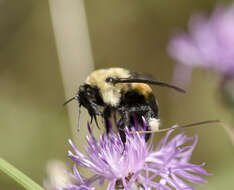 Image of Tricolored Bumble Bee