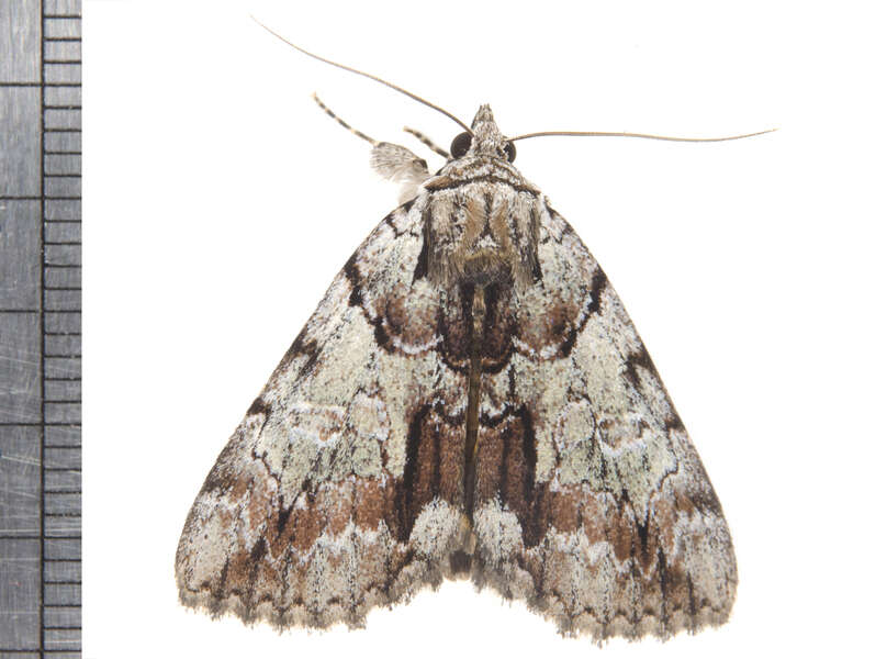 Image of Praeclara Underwing