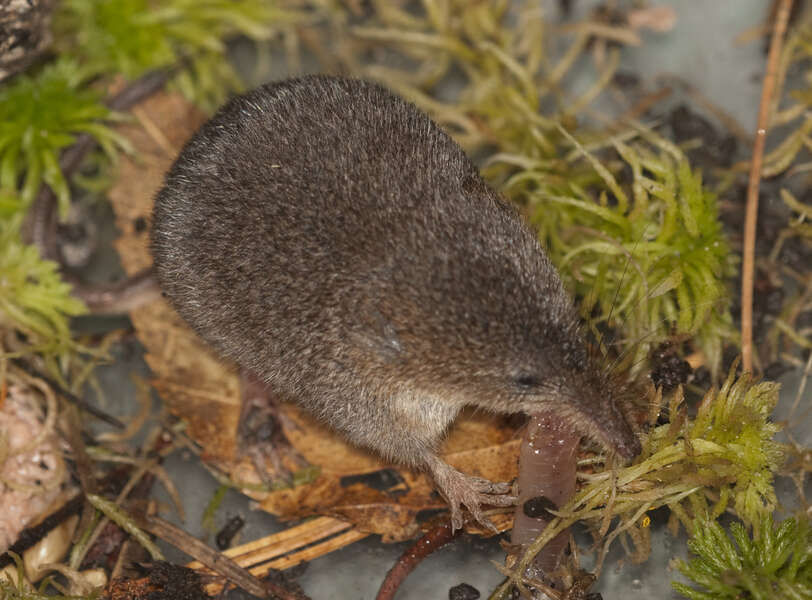 Image of Smoky Shrew