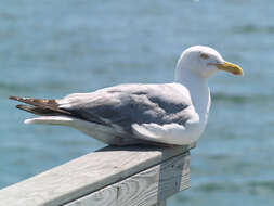 Image of European Herring Gull