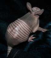 Image of long-nosed armadillos