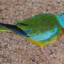 Image of scarlet-chested parrot