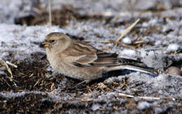 Image of Black-winged Snowfinch