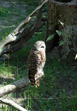 Image of Barred Owl