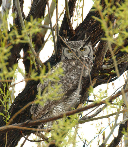 Image of Great Horned Owl