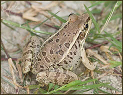 Image of Rio Grande Leopard Frog