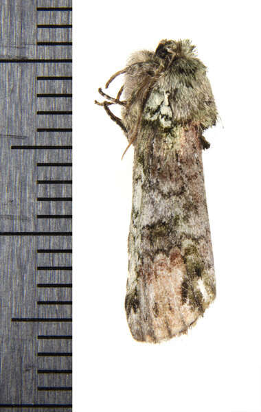 Image of Variegated Prominent, Unicorn Caterpillar Moth