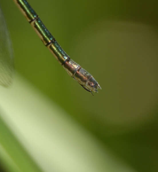 Image of Emerald Spreadwing