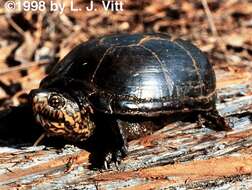 Image of Common Mud Turtle