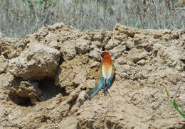 Plancia ëd Merops apiaster Linnaeus 1758