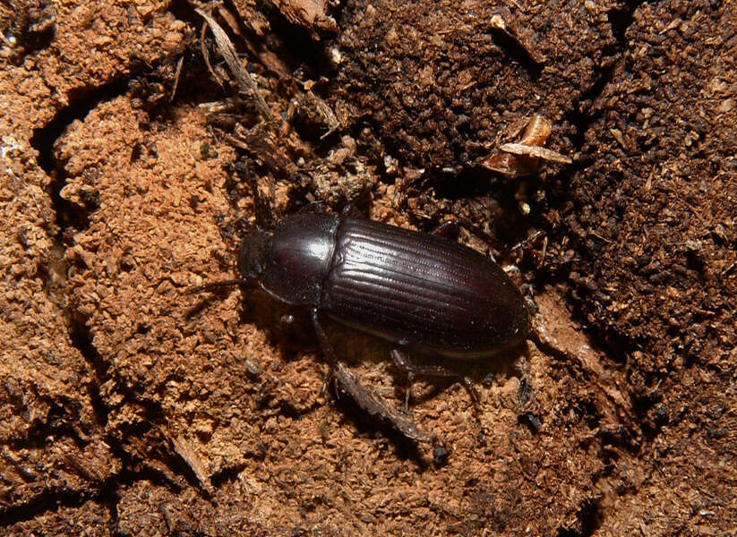 Image of Tenebrionidae