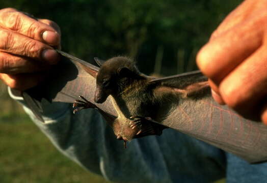 Image of lesser dawn bat