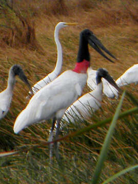 Image of Jabiru Hellmayr 1906