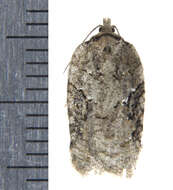 Image of Acleris