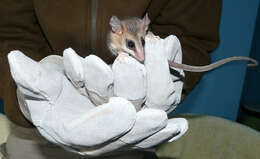 Image of Buff-bellied Fat-tailed Mouse Opossum
