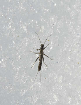 Image of small winter stoneflies