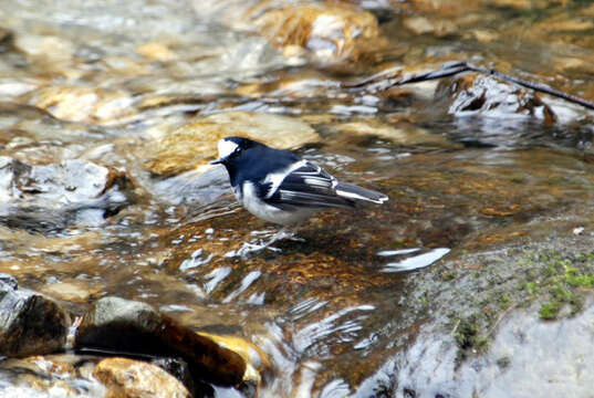 Image of Forktail