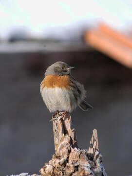 Image of Robin Accentor