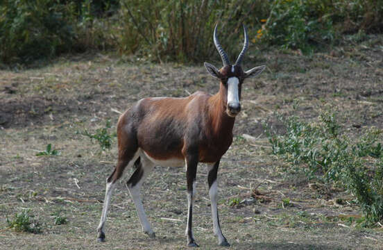 Image of Blesbok