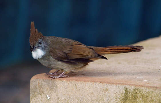 Image of puff-throated bulbul