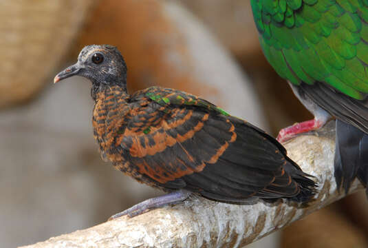 Image of Emerald Dove