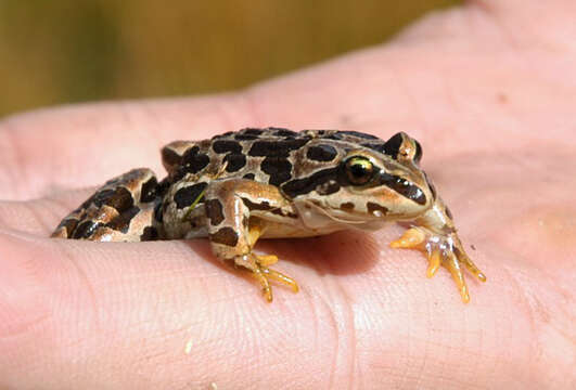 Image of Asian frogs