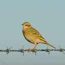 Image of Tawny Pipit