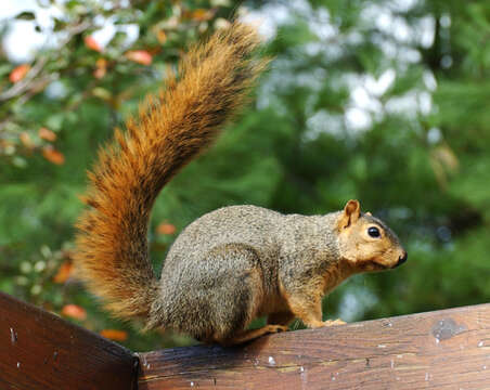 Image of Eastern Fox Squirrel