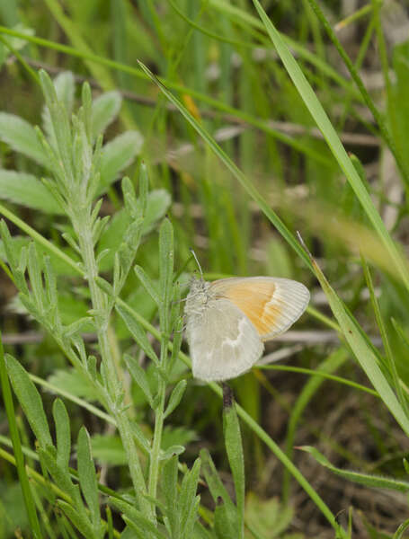 Image of Ringlets