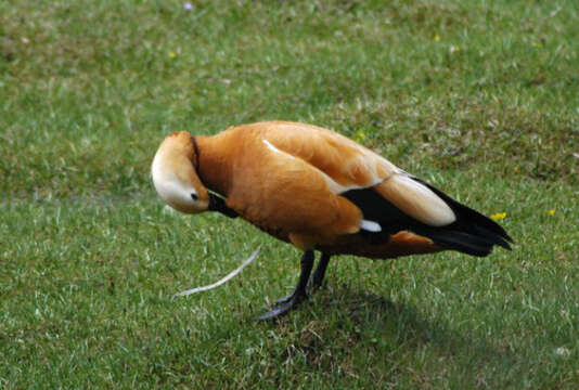 Image of Ruddy Shelduck