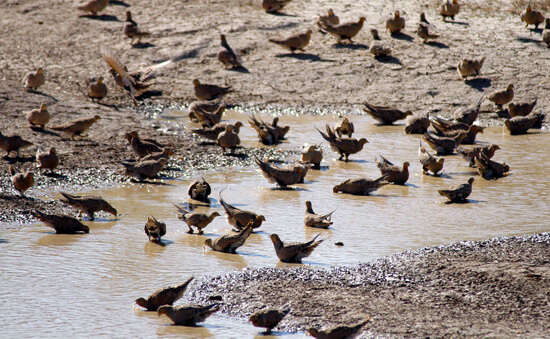 Image of Northern Sandgrouse