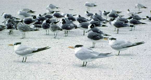 Image of royal tern