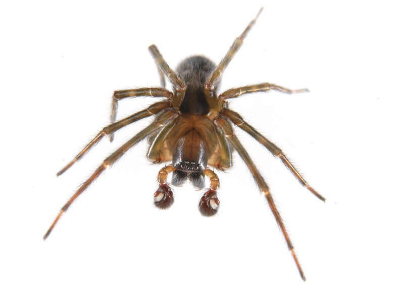 Image de Lycosidae