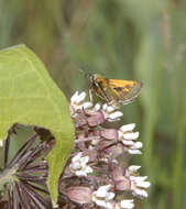 Image of Tawny-edged Skipper