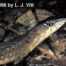 Image of Common Stream Lizard