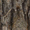 Image of American Tree-Creeper