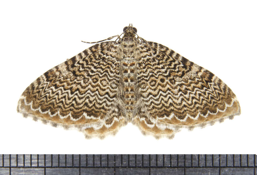 Image of Rheumaptera