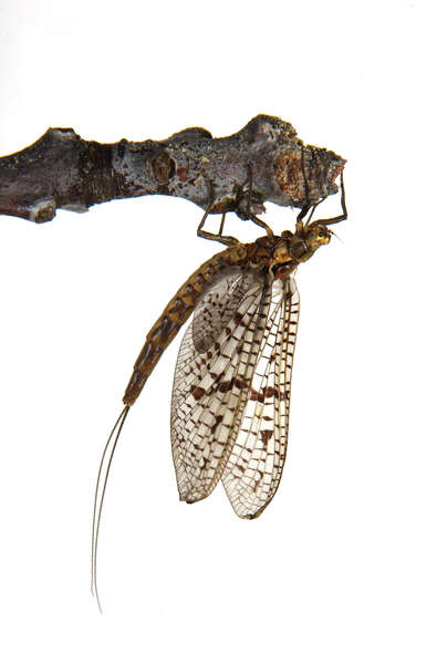 Image of Ephemeridae