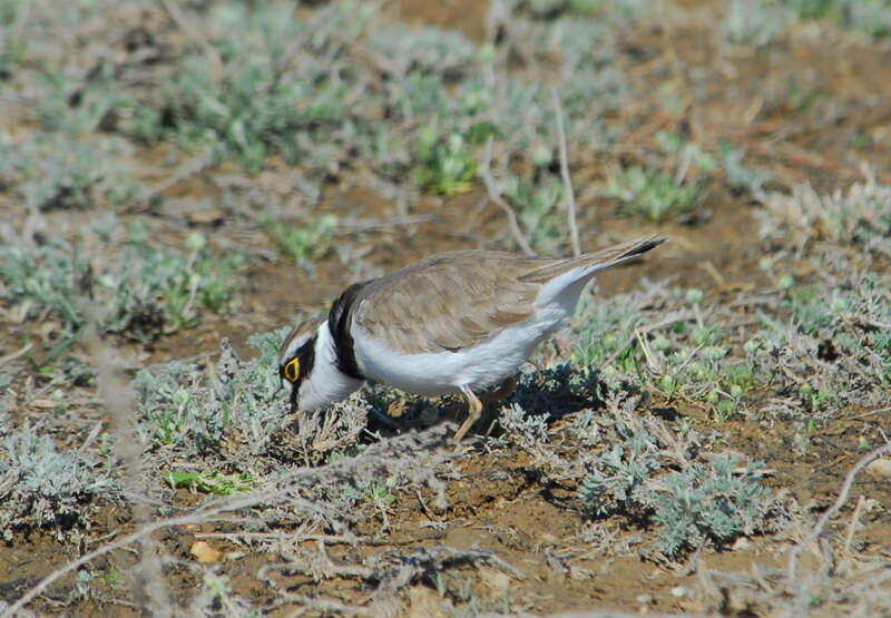 Image of Little Ringed Plover