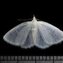 Image of White Spring Moth