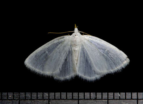 Image of White Spring Moth