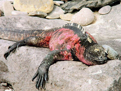 Image of marine iguana