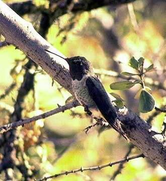 Image of Black-chinned Hummingbird