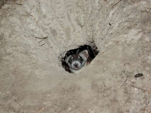 Image of Black-footed Ferret